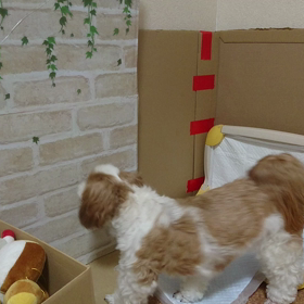 新居でも飛んでますf(^_^)の画像