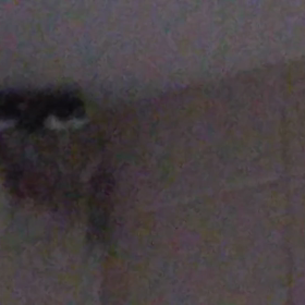 つばめの観察日記57日目巣立ち(^-^)②追記1の画像