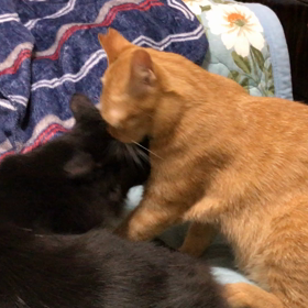 なんかもめてるニャンズ笑の画像