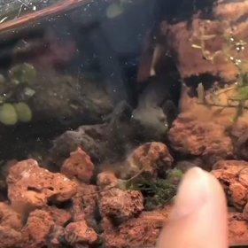 アカハライモリのおしゃべり     その1の画像