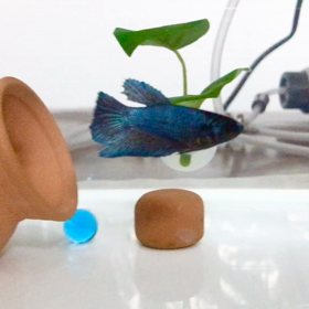 右角を攻める泳ぎのスカイちゃんの画像