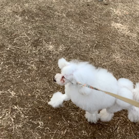 1月11日11わんこと2時間遠足　代々木公園表参道の画像