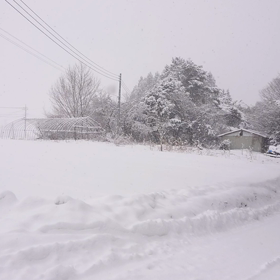 降っているぞぉ‼️の画像