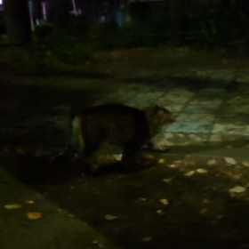 百獣の王の咆哮の画像