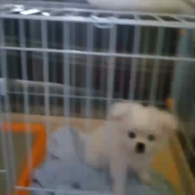 懐かしの動画の画像