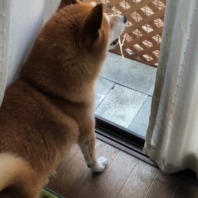 ママさんには逆らえませんから〜の画像