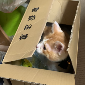 今日のニャンコぅ❣️の画像