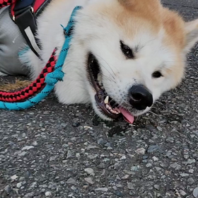 やっと夕方散歩と等距離を達成。前進か難しい。排便ができたのはよかったが❗の画像