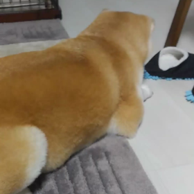 初へそ天の画像