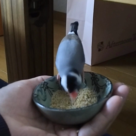 文鳥さんの朝食の画像