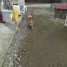 今回もドッグラン ネタです。の画像
