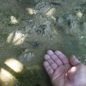 マングローブカヤック体験中に…。の画像