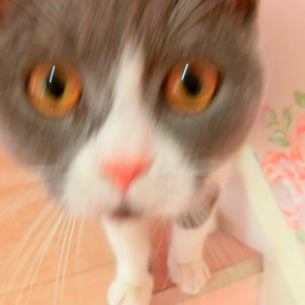 猫カフェムービー23、24  マリーナホップの画像