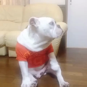 ぎんぎんの画像