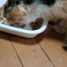 チャーミーの食欲の画像