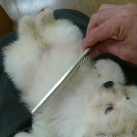 トイプードル×ポメラニアン(^^)の画像