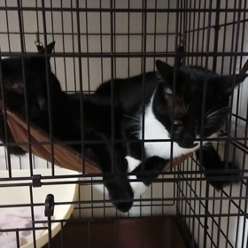 クロはおひとり様が好き。の画像