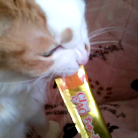 ちゅ～るのお時間デッス(＠＾▽゜＠）ゞの画像