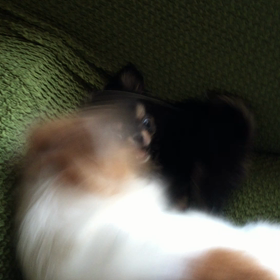 遊んでるぅ〜♡の画像