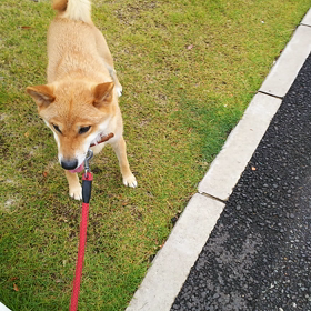 あずきが好きなもの。の画像