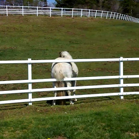 かい～の？の画像