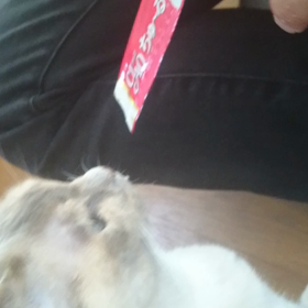 ミィちゃんの涙の画像