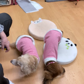 マットトレーニングは、シニアの元気をひきだします。の画像