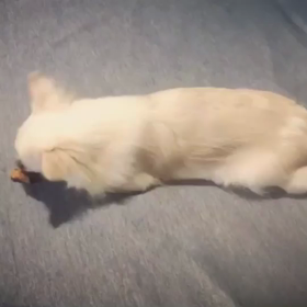 ランちゃんがの画像