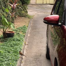 小鳥ちゃんの画像