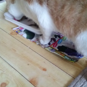 おｼｯﾎﾟ(笑)の画像