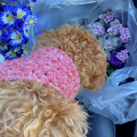 春が来たねの画像