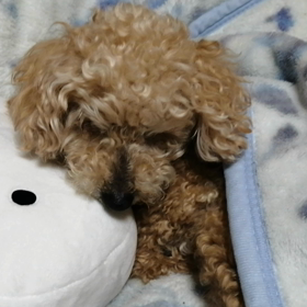 アイコンタクト過ぎる わんこの画像