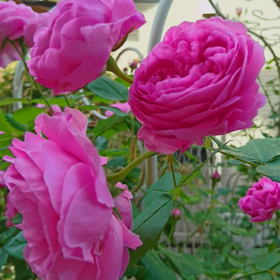 そろそろ満開の薔薇も出てきました。の画像