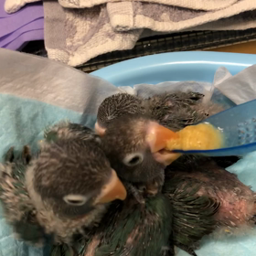 ボタンインコ雛26日目（かたまり）の画像