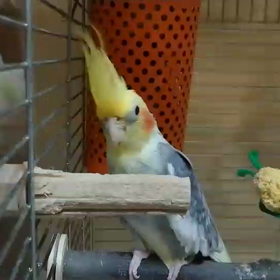 何てことないぽんちゃんの画像