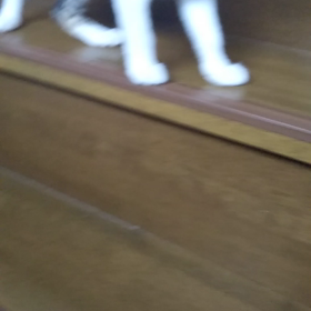 帰ってきたよーの画像