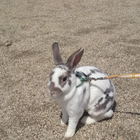 我が家は無事です。の画像