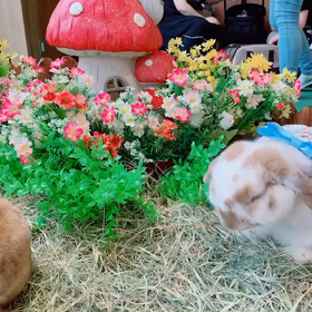 うきうきうさんぽ会  動画の画像