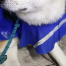 やっぱり☔というか、けっこう強雨。安倍川駅前で2～30分の雨宿り。その後は快調な朝散歩。飼い主のの画像