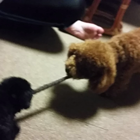 動画【ナナvsプリごろ太】の画像