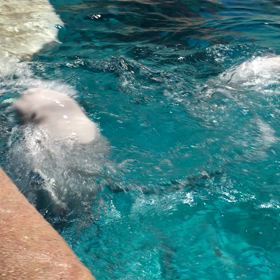 白イルカの舞の画像