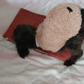 これは犬の腹痛ポーズ？の画像