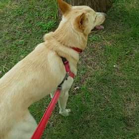 プラムトゥリーの動画どうかね？の画像