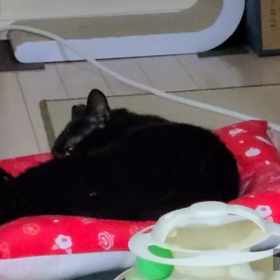 落ち着いてきたジェットの画像