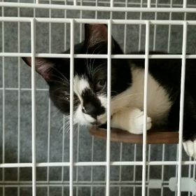 多頭飼育レスキュー【4月25日】の画像