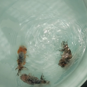 江戸錦 二歳魚！の画像