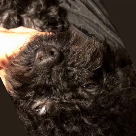 受胎してるかな？の画像