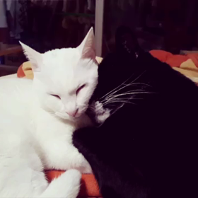 クイックイッ！の画像