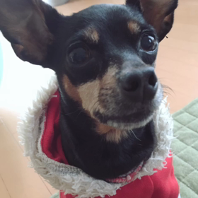 チップの  ほいづ取ってけろの画像