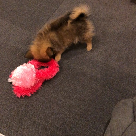 ⭐︎イルとアム４日目…動画の画像